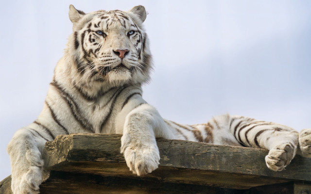 White tiger wooden structure animal free wallpaper - medium preview image