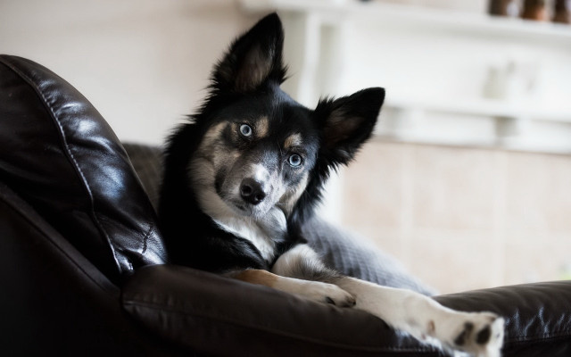 Dog couch paws up looking free wallpaper - medium preview image