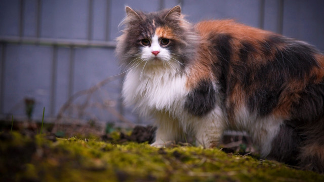 Cat grass fence blue wall free wallpaper - medium preview image