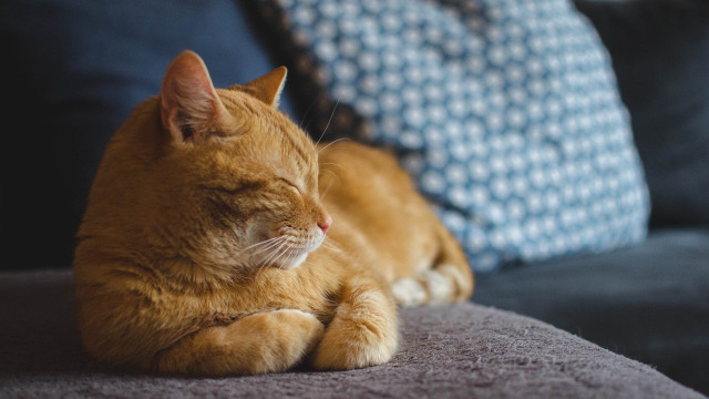 Sleeping cat couch pillows blurry free wallpaper - medium preview image