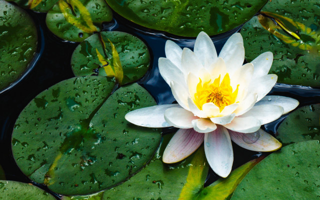 White yellow water lily green free wallpaper - medium preview image