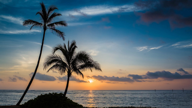 Palm trees beach ocean sunset free wallpaper - medium preview image