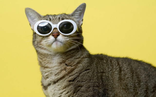 Cat glasses yellow background popart free wallpaper - medium preview image