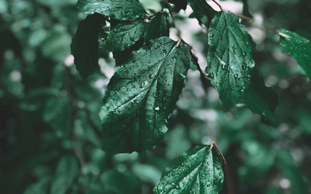 Green leafy tree water droplets free wallpaper - medium preview image