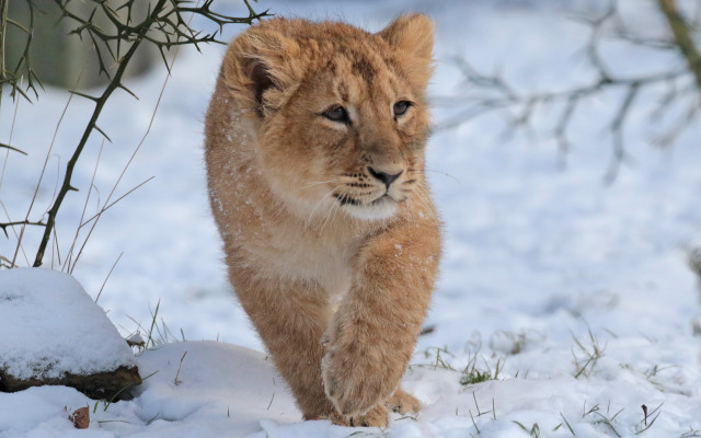 Lion snowy zoo wildlife photography free wallpaper - medium preview image