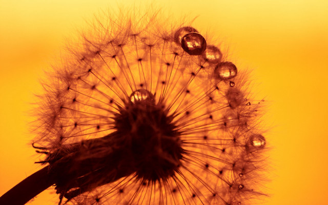 Dandelion water drops macro naturalism free wallpaper - medium preview image