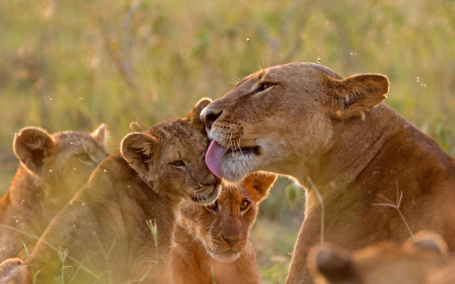 Lions group grass field trees free wallpaper - medium preview image