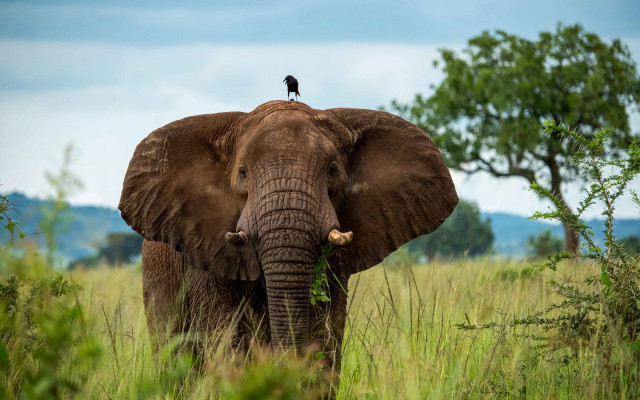 Elephant bird field forest sky free wallpaper - medium preview image
