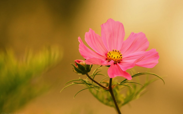 Pink flower yellow center macro #5 free wallpaper - medium preview image
