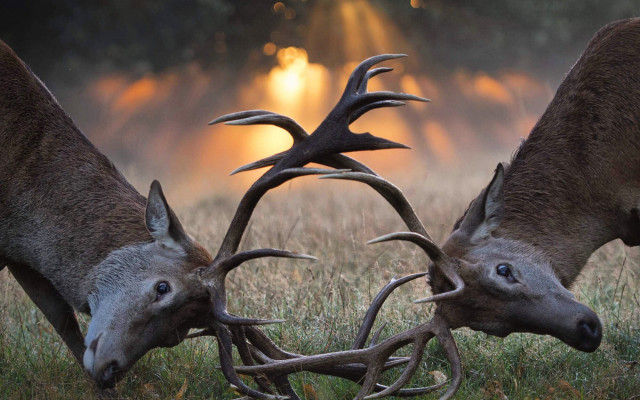 Deer fighting antlers sunset field free wallpaper - medium preview image