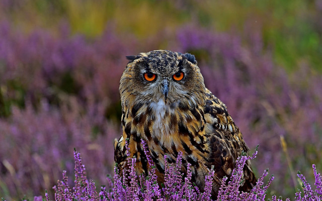 Owl purple flower field blurry free wallpaper - medium preview image