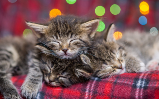 Kittens christmas bokeh blurry adorable free wallpaper - medium preview image
