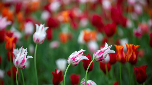 Flower field bokeh blurry colorful free wallpaper - medium preview image
