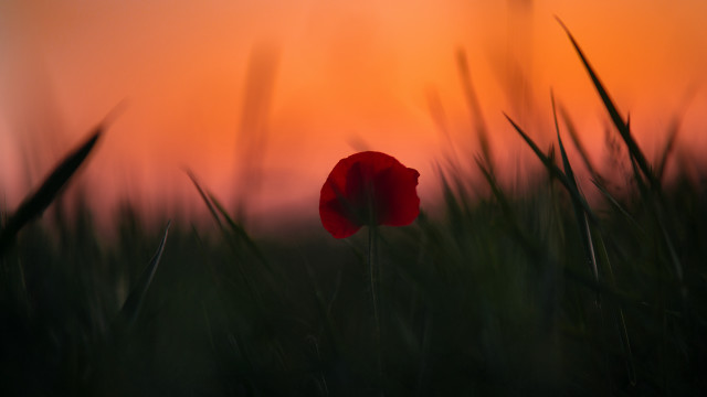 Red flower field sunset blurry free wallpaper - medium preview image