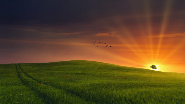 Field tree birds sunset horizon free wallpaper - medium preview image