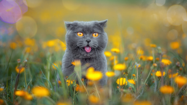 Cat flower field tongue out free wallpaper - medium preview image