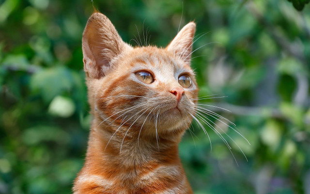 Cat green background trees blurry free wallpaper - medium preview image