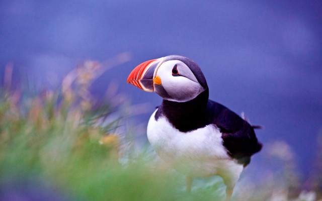 Bird red beak rock grass free wallpaper - medium preview image