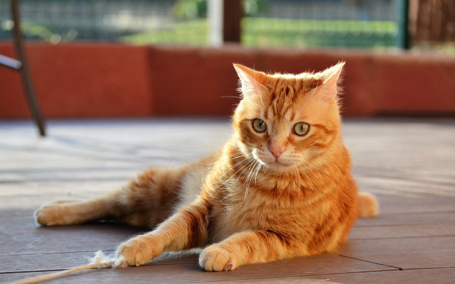 Cat leash orange shiba inu free wallpaper - medium preview image
