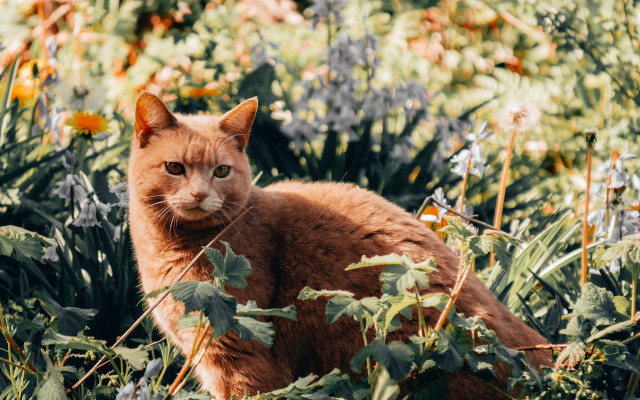 Sad cat autumn flower field free wallpaper - medium preview image