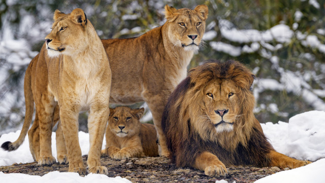 Lions snowy outdoor nature wildlife free wallpaper - medium preview image