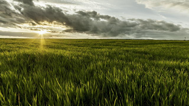 Grass sky horizon lone tree free wallpaper - medium preview image
