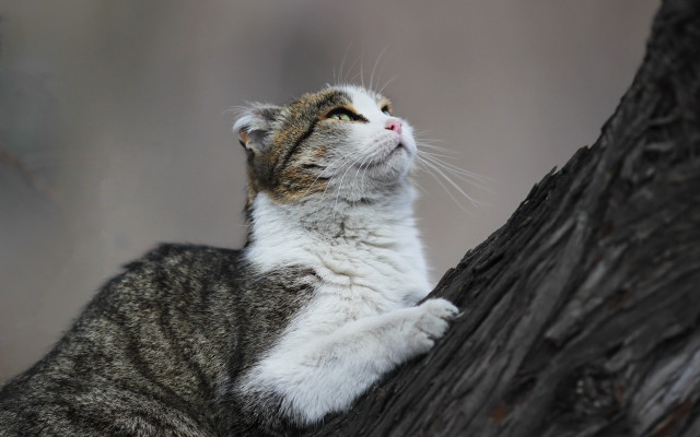 Cat sitting on branch looking free wallpaper - medium preview image