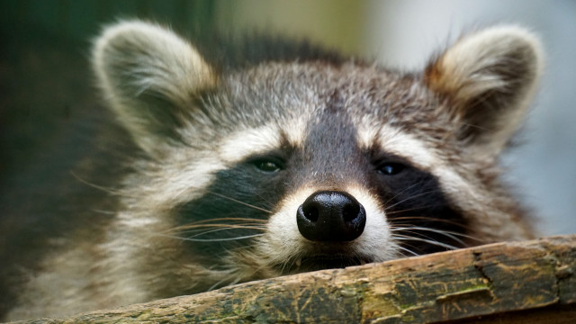 Raccoon looking over wooden fence free wallpaper - medium preview image