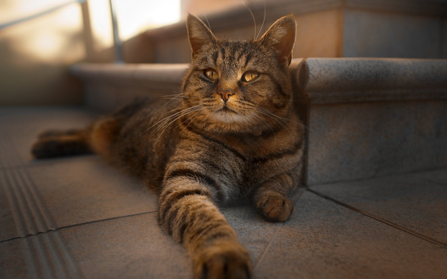 Cat staircase rail light focus free wallpaper - medium preview image