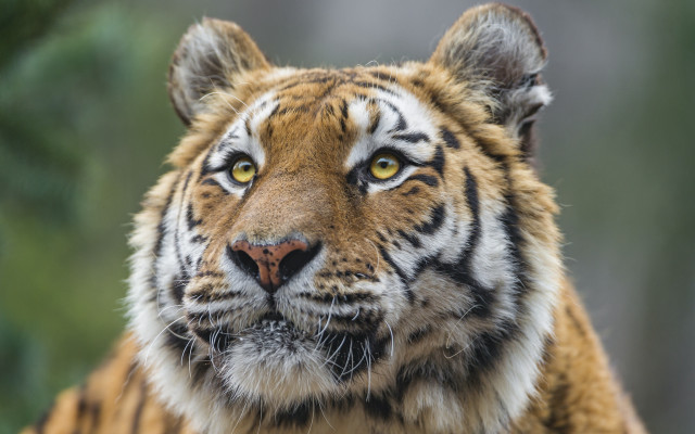 Tiger closeup blurry background animal free wallpaper - medium preview image