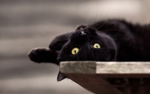 Black cat green eyes curious free wallpaper - medium preview image