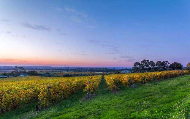 Sunset grass field trees horizon free wallpaper - medium preview image