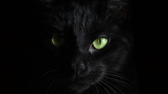 Black cat green eyes chiaroscuro #2 free wallpaper - medium preview image