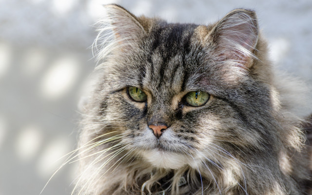 Cat green eyes lion portrait free wallpaper - medium preview image