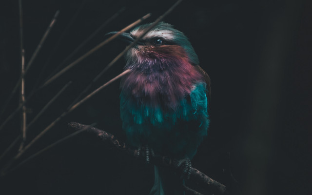 Colorful bird night branch blurry free wallpaper - medium preview image