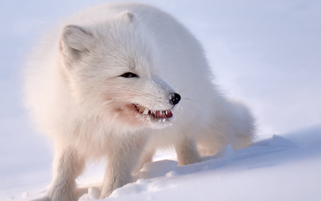 White fox snow winter smiling free wallpaper - medium preview image