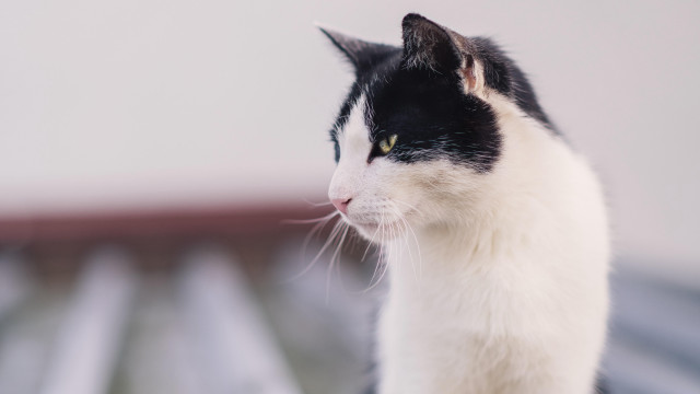 Black white cat looking distance free wallpaper - medium preview image
