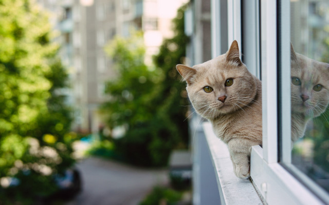 Cat window outdoor green tree free wallpaper - medium preview image