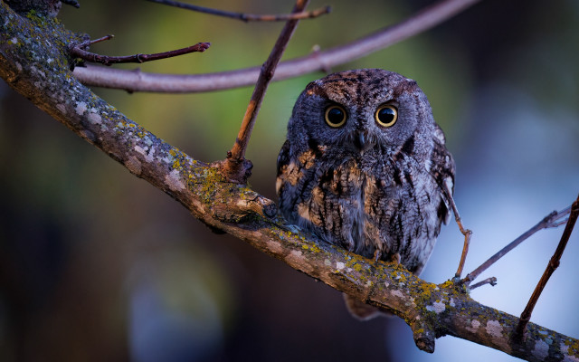 Small owl branch wide open free wallpaper - medium preview image