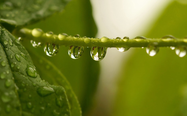 Green leaf water drops macro #13 free wallpaper - medium preview image