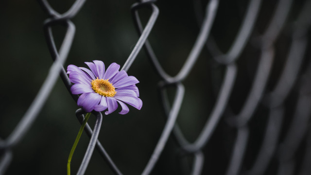 Purple flower chain link fence free wallpaper - medium preview image