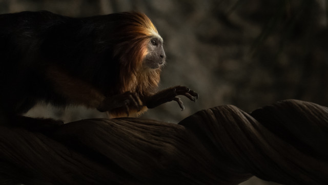 Monkey rope dark room tree free wallpaper - medium preview image
