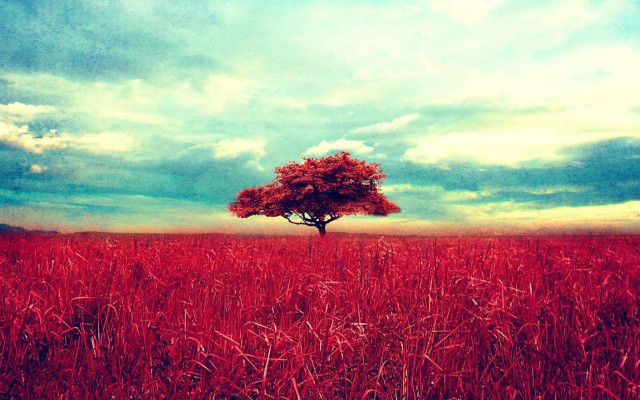 Lone tree cloudy sky mountain free wallpaper - medium preview image