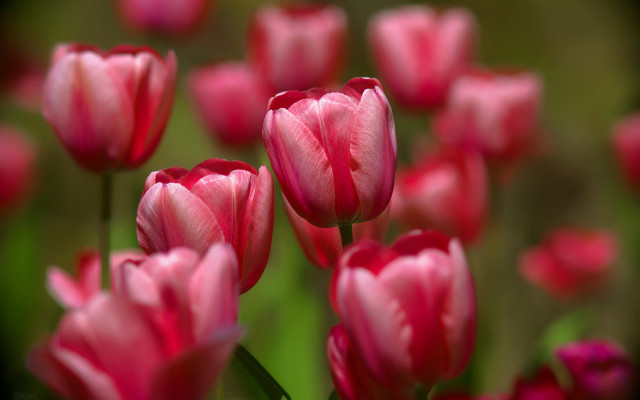 Pink flowers grass bokeh macro free wallpaper - medium preview image