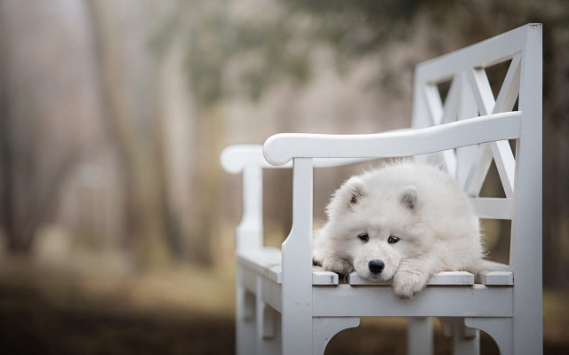 White dog on bench in free wallpaper - medium preview image