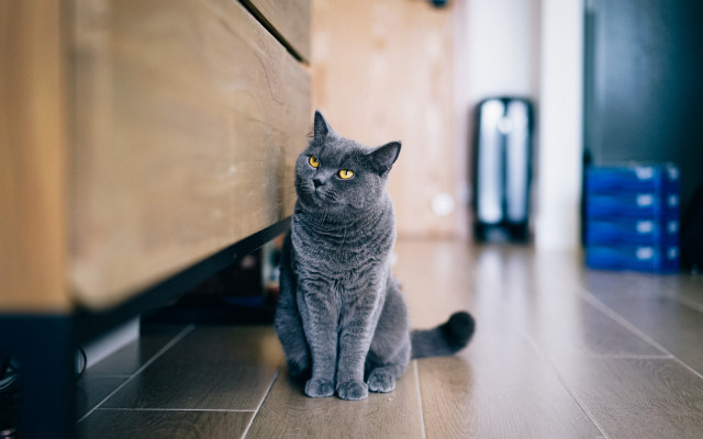 Gray cat sitting dresser suitcase free wallpaper - medium preview image