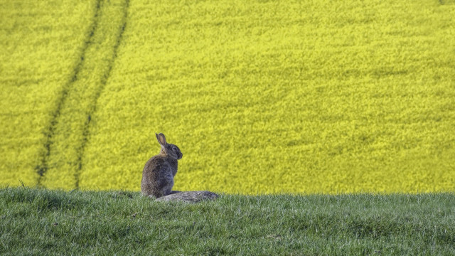 Rabbit green field yellow flowers free wallpaper - medium preview image