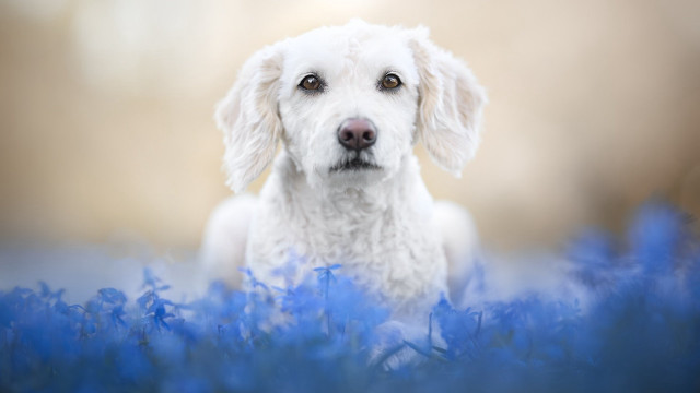 White dog blue flowers sad free wallpaper - medium preview image