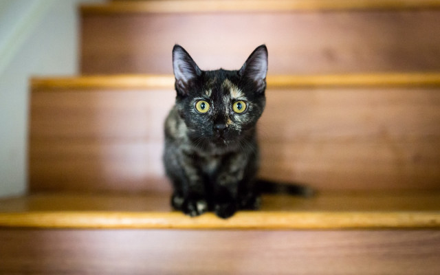 Black cat staircase optical illusion free wallpaper - medium preview image