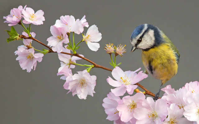 Bird branch pinkflowers ecological art free wallpaper - medium preview image
